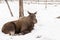 Wild female moose laying on the snow