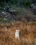 Wild female mother tiger in natural grassland in winter morning safari at terai region forest of dhikala zone jim corbett national