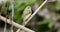 Wild Female Painted Bunting in Punta de Mita, Mexico