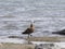 Wild female of paradise duck in lake wanaka new zealand