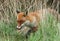 A wild female Red Fox, Vulpes vulpes, licking its lips whilst hunting in the long grass in a field.