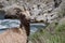 Wild Female Rocky Mountain Bighorn Sheep