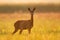 Wild female roe deer, backlit by warm early morning sunlight