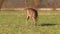 Wild female roe deer, grazing in a field