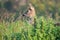 Wild female roe deer hiding behind high grass