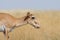 Wild female Saiga antelope in Kalmykia steppe