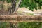 Wild female tiger cub resting in nature green background near water body in summer season. Apex predator of indian forest