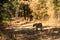 Wild female tiger on evening stroll. She was walking in her territory and crossing safari track in forest at bandhavgarh forest