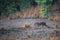 Wild female tiger on evening stroll. She was walking in her territory in scenic landscape of kanha national park or tiger reserve