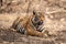 Wild Female tiger resting in dry forest during hot summers in evening safari at ranthambore national park, rajasthan, india