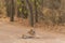 Wild female tiger resting on middle of forest track in bandhavgarh national park