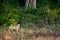 Wild female tiger or tigress with eye contact on morning stroll in natural green background from foothills of himalaya or terai