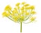 Wild fennel flowers