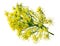 Wild fennel flowers