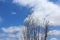 Wild Fennel plant and the blue sky