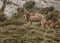 Wild feral goats on moorland besides rocky outcrop