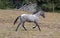 Wild Feral Horse - Blue Roan yearling mare running in the Pryor Mountains Wild Horse Range in Montana USA