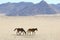 Wild feral horses desert mountains, Namibia, Africa