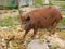 Wild Feral Pig, a pest Animal in New Zealand