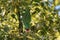 Wild feral red crowned parrot in Southern California