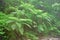 Wild Fern