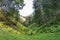 Wild fern bushes growing in the Altai mountains