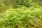 Wild fern plant in forest