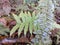 Wild ferns, Polypodiophyta, forest plants