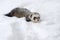 Wild ferret in snow