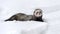 Wild ferret in snow