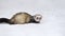 Wild ferret in snow