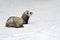 Wild ferret in snow