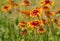 Wild field with beautiful feral Indian blanket flowers