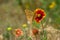 Wild field with feral Indian blanket flowers