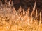 Wild field of grass on sunset, soft sun rays, warm toning summer nature