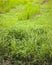 Wild field of greenery grass in Malaysia