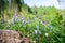 Wild field pansy viola arvensis