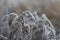 Wild field plants, dried perennial covered with frost and rime.