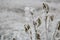 Wild field plants, intriguing leafy stems covered with frost and rime.