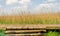 Wild field of rye with a wooden footpath and steps.