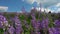 Wild in the field Salvia flowers in the background of a beautiful cloudy sky