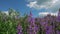 Wild in the field Salvia flowers in the background of a beautiful cloudy sky