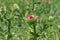 Wild field of thistles