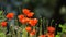 Wild fiery red poppies in the sunlight on a blurred background.