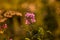 Wild fireweed blooming in July in a wild field