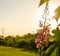 Wild fireweed plant with a sunset.