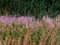 Wild Fireweed plants in the Skjern enge meadows, Denmark