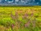 Wild Fireweed plants in the Skjern enge meadows, Denmark