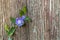 Wild first spring purple flower with young leaves and greenstalk climbing along the huge old tree. Wooden nature background.