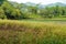 Wild fish pond overgrown with aquatic plants and reeds in the countryside